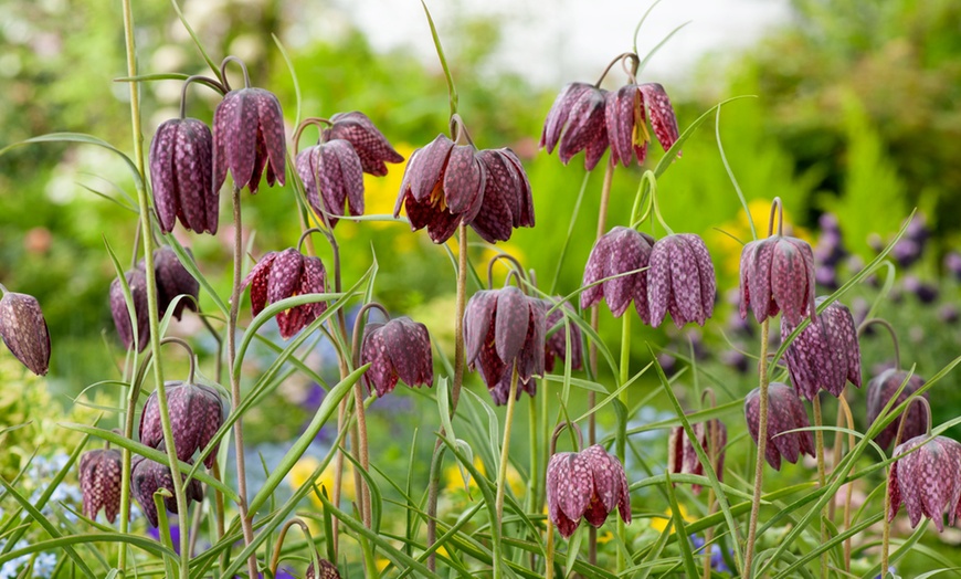 Image 2: Mix de bulbos de Fritillaria Meleagris