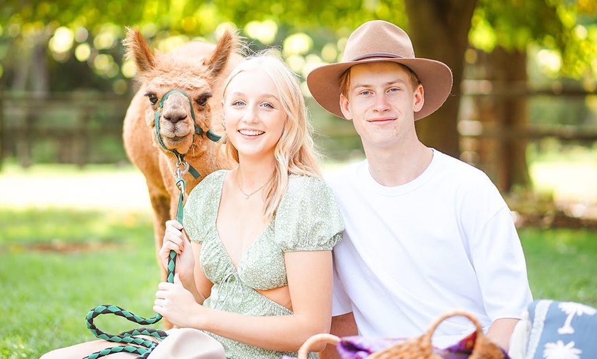 Image 3: 30-Minute Alpaca Experience at Mountview Alpaca Farm