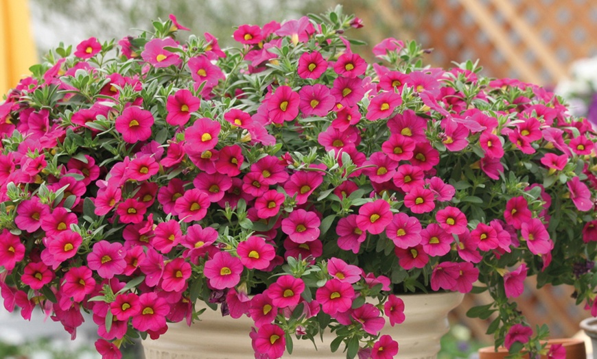 Image 2: Calibrachoa Million Bells Plant