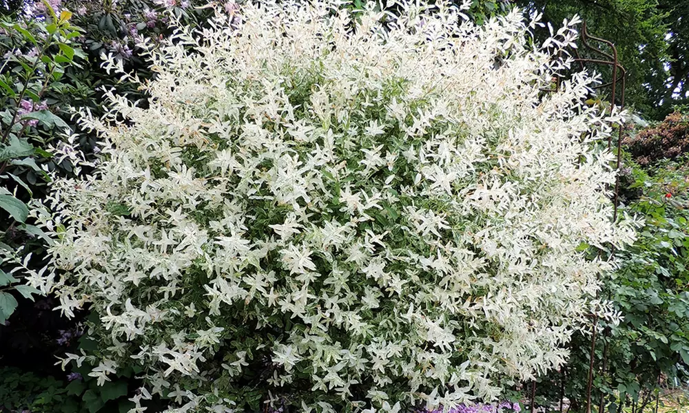 1x, 2x oder 4x Flamingobaum Hakuro Nishiki