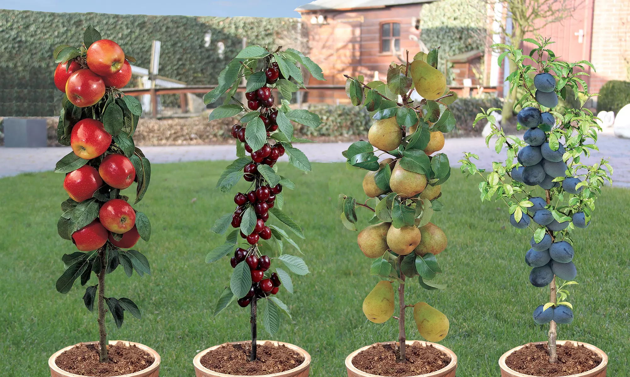 4er- oder 8er-Set Säulen-Obst-Kollektion