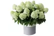 Hydrangea Paniculata 'Little Spooky' 9cm Pot - 1 or 2 Plants - Image 5