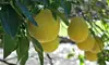 Meyer or Eureka Lemon Citrus Tree Live 4 Inch Potted Plant