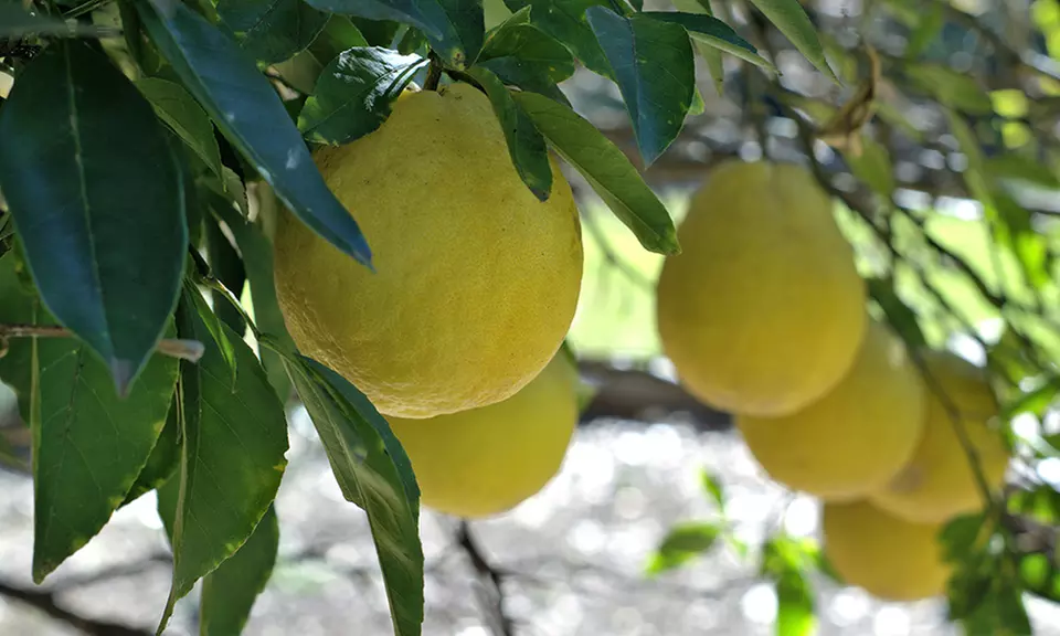 Meyer or Eureka Lemon Citrus Tree Live 4 Inch Potted Plant - Primary Image