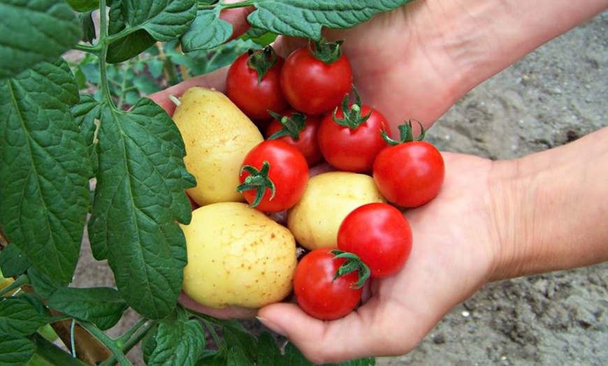 Image 6: TomTato-plant