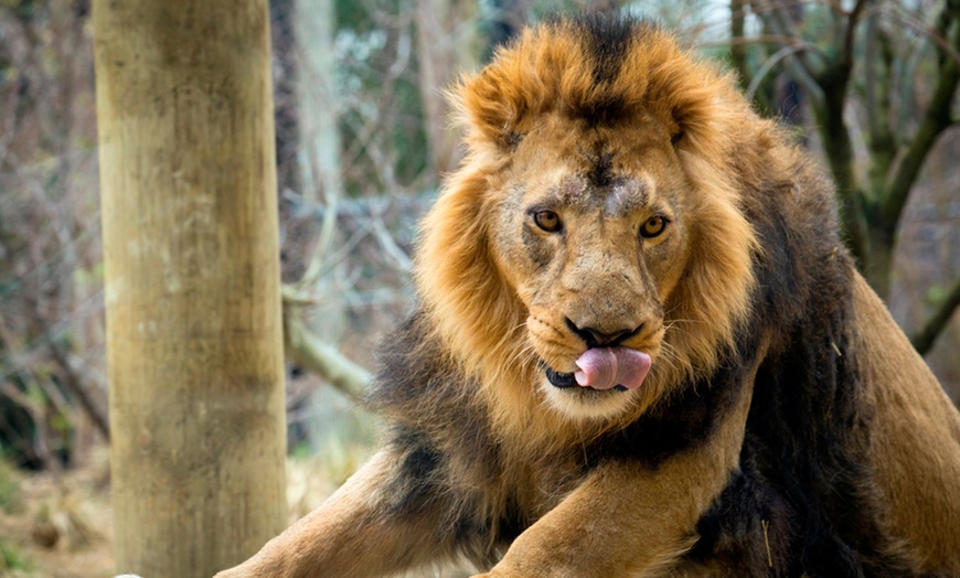 London: Up to 3 Nights with Zoo Access at Superbreak Ltd | Groupon Getaways