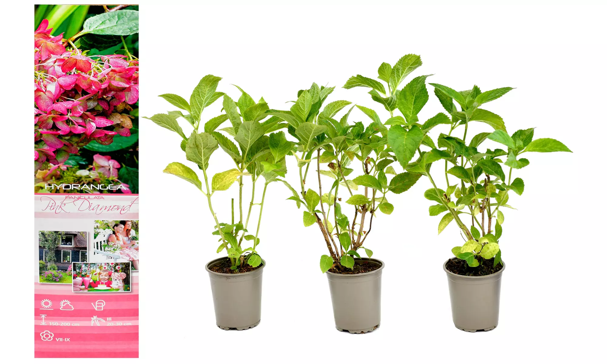 3x oder 6x Hortensien