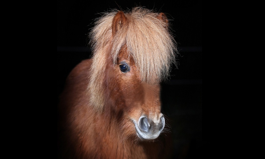 Image 6: 1h de shooting photo cheval 