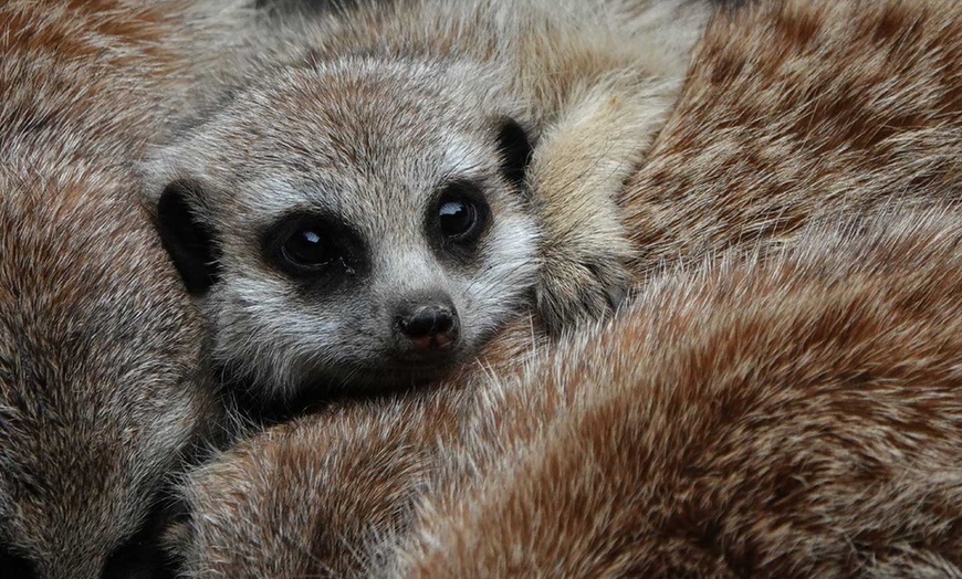 Image 4: Ga op bezoek bij deze bizarre beestenboel in Dierenpark De Oliemeulen
