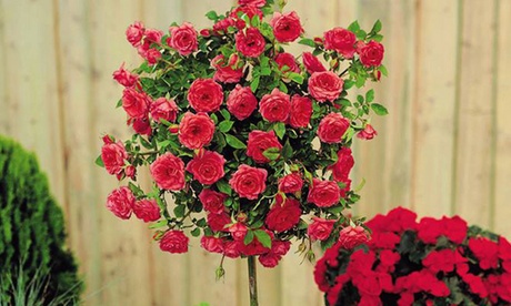 Set di 3 o 5 piante mini rose