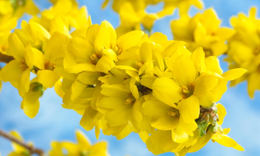 Image 5: Scented Dwarf Forsythia 'Mini Gold' - 1, 3 or 5 plants