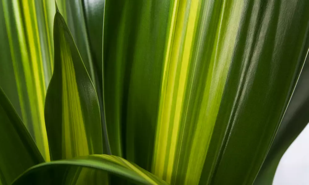 Dracaena Hawaiian Sunshine plant - Image 2