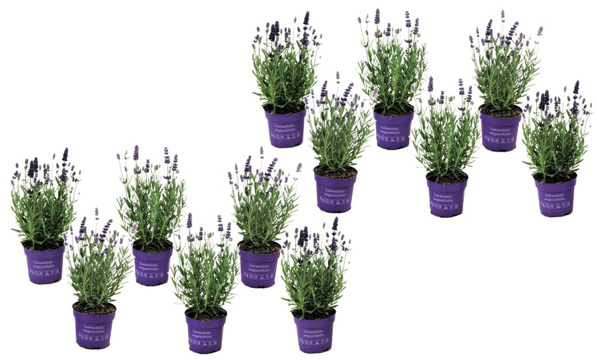 Image 8: 6 ou 12 plants de lavande "Lavandula angustifolia"