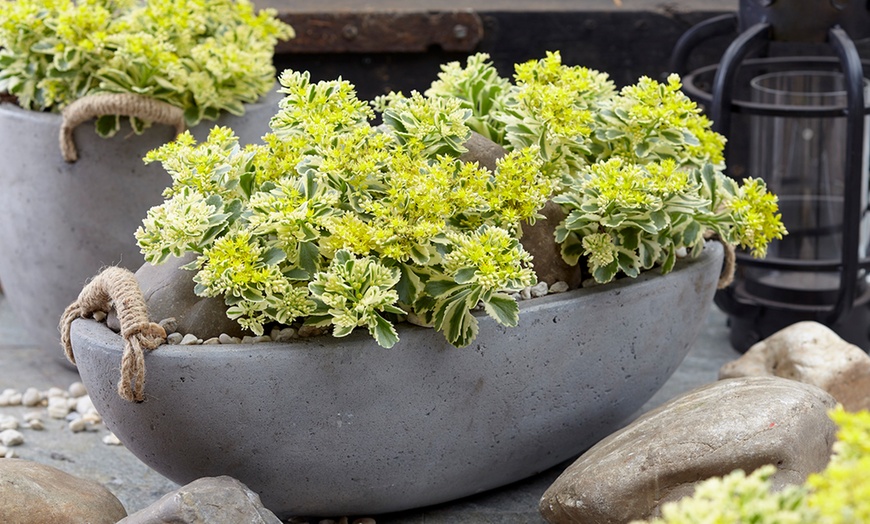 Image 4: Sedum Atlantis - 1, 3 or 5 Potted Plants