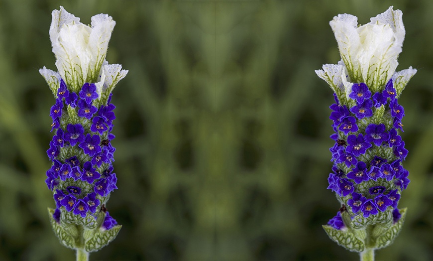 Image 3: French Lavender 'Castilliano'