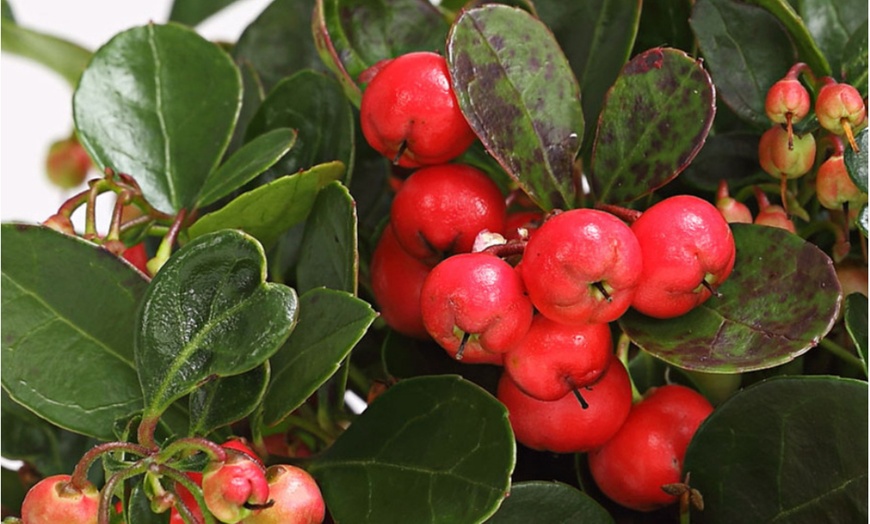 Image 4: Set van 2 Gaultheria planten 'Big Berry'