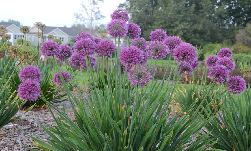 Image 1: Allium Lavender Bubbles - 1, 2 or 3 Potted Plants
