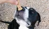 Four-Week Dog-Obedience Course from The Dog Shire (50% Off)