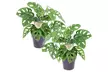 2x Monstera Minima oder 2x Monstera Monkey Mask - Second Medium