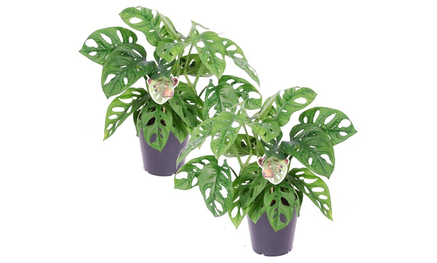 Image 5: Lot de 2 plantes Monstera Minima ou Monkey-Mask