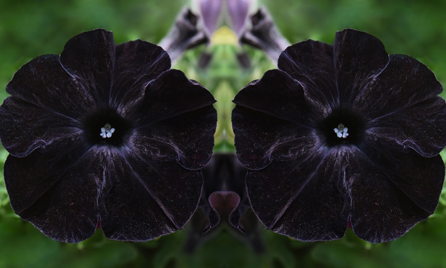 Image 2: Petunia Black Mamba Plants 