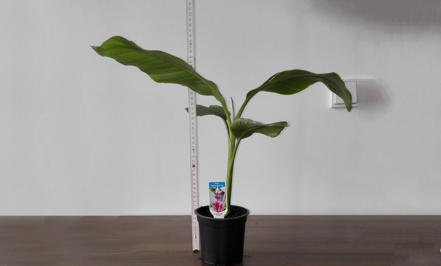 Image 2: Two Pink Dwarf Banana Plants