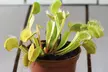Venus Fly Trap Houseplant – 1 or 3 Potted Plants - Image 7