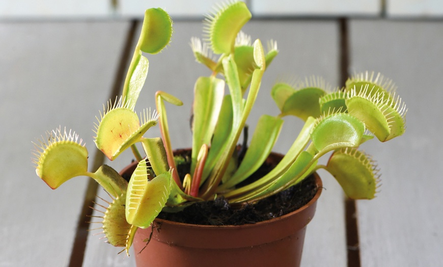 Image 7: Venus Fly Trap Houseplant – 1 or 3 Potted Plants