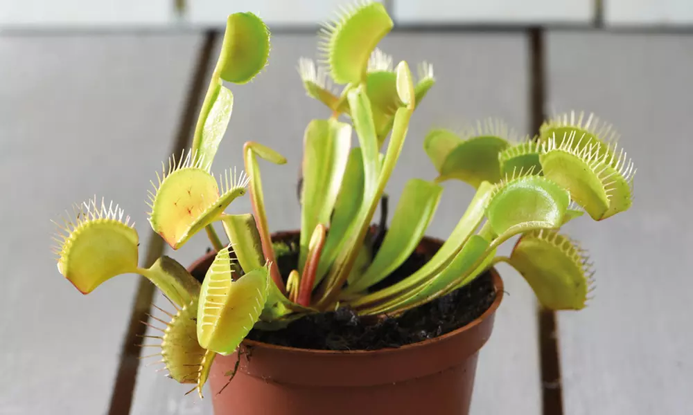 Venus Fly Trap Houseplant – 1 or 3 Potted Plants