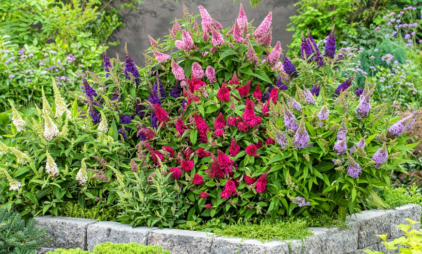 Image 1: Dwarf Patio Buddleja ‘Butterfly Candy’ - Potted Plants
