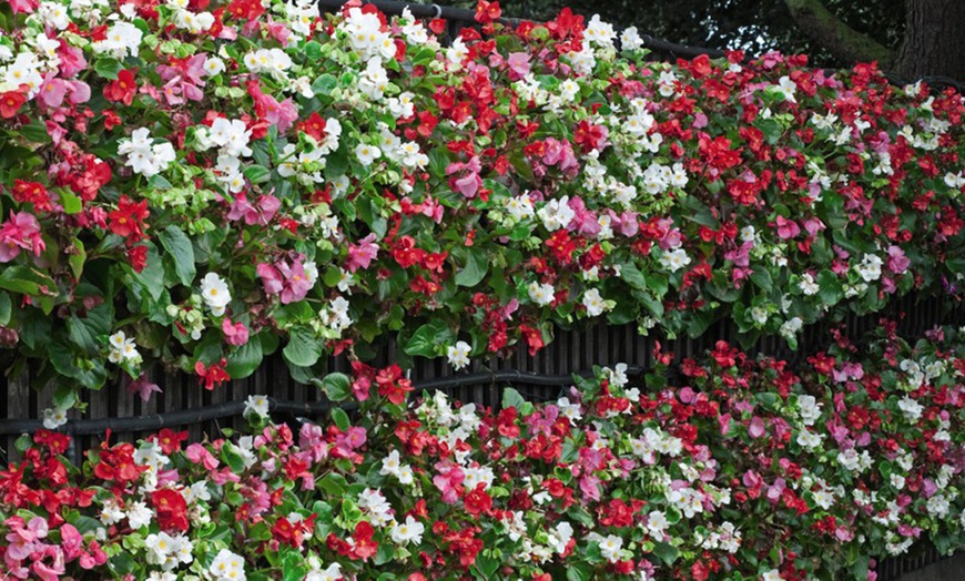 Image 4: 36 or 72 Begonia Giant Lotto Mixed Plants