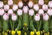 1x oder 2x buntes Blumen-Set mit Tulpen, Hyazinthe und Anemone - Second Medium