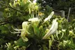 Honeysuckle 'Halliana' Lonicera japonica Climber Plant - Image 3