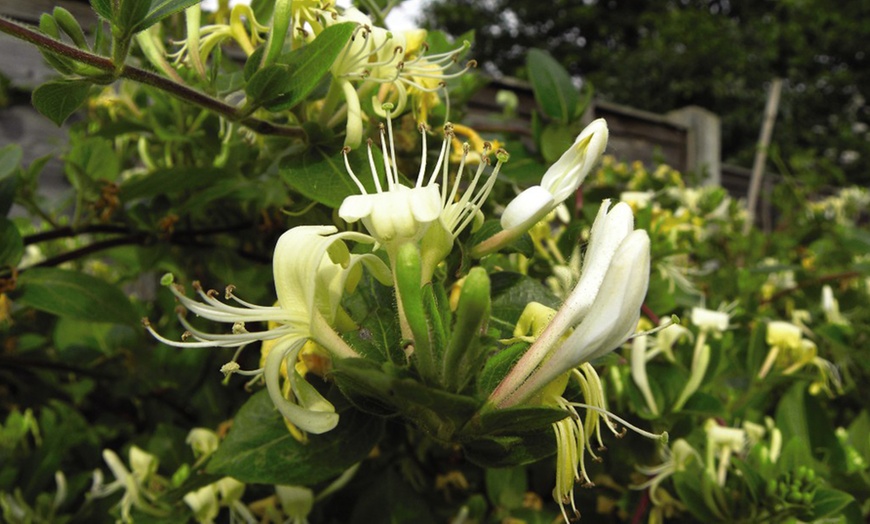 Image 3: Honeysuckle 'Halliana' Lonicera japonica Climber Plant