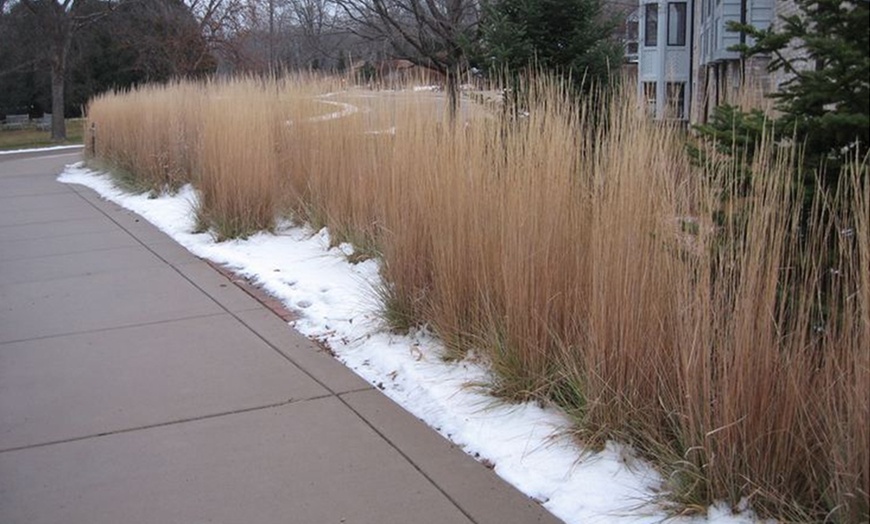 Image 5: 1 of 2 Panicum Virgatum Northwind planten