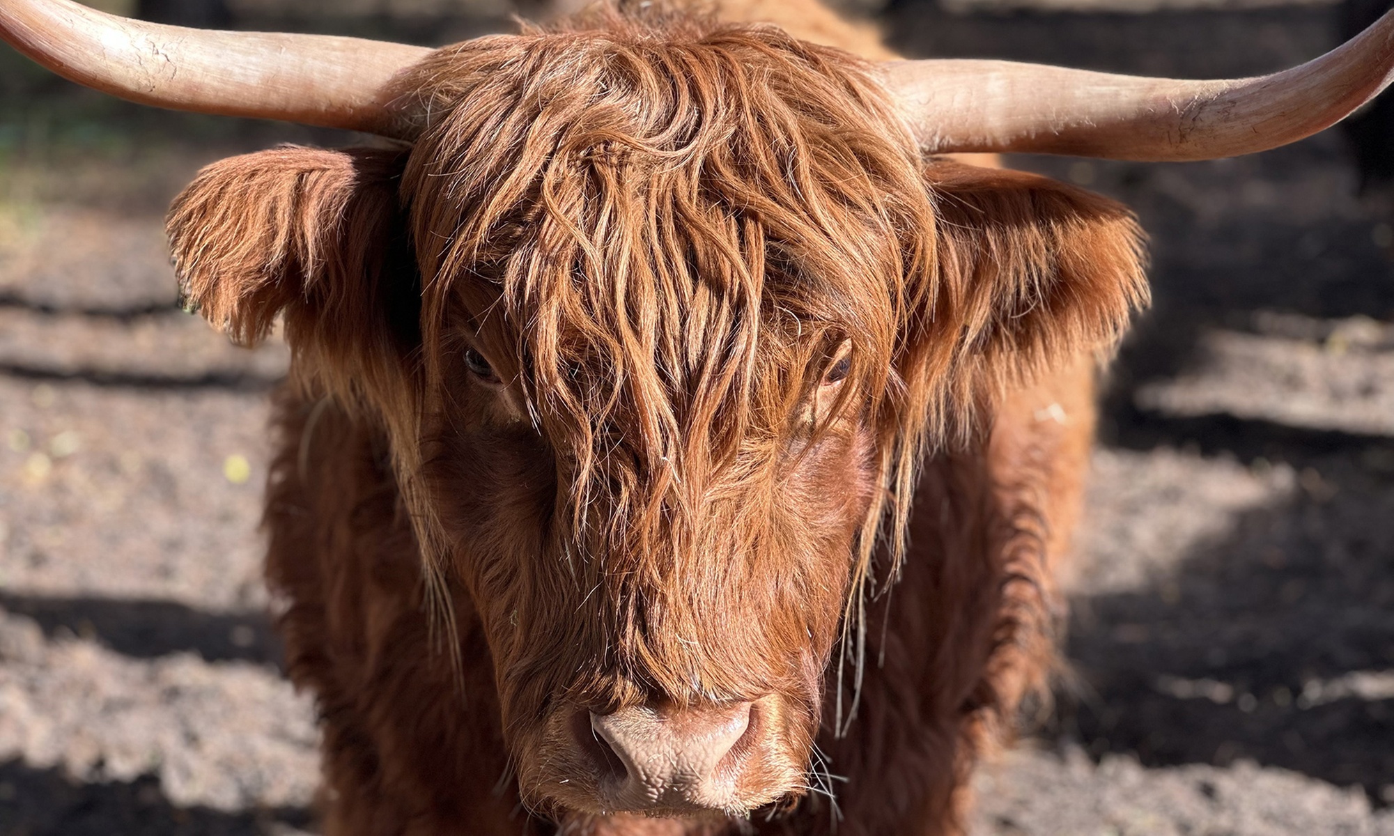 Bis zu 18% Rabatt auf den Zoo – Tierpark/Safaripark bei Wildpark Johannismühle