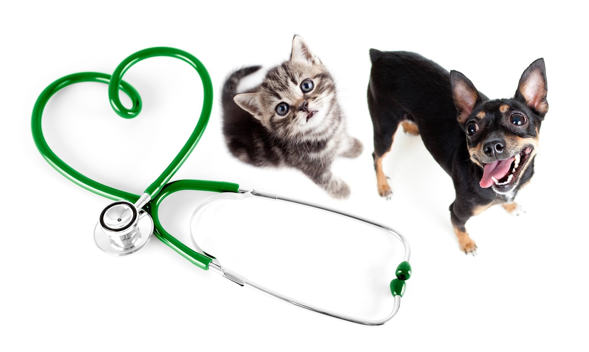 Microchipping and Nail Trim for Pets