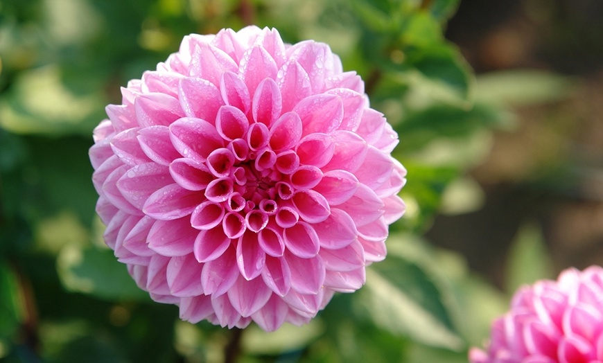 Six Dahlia 'Perfect Pom Pom' Tubers Collection | Groupon