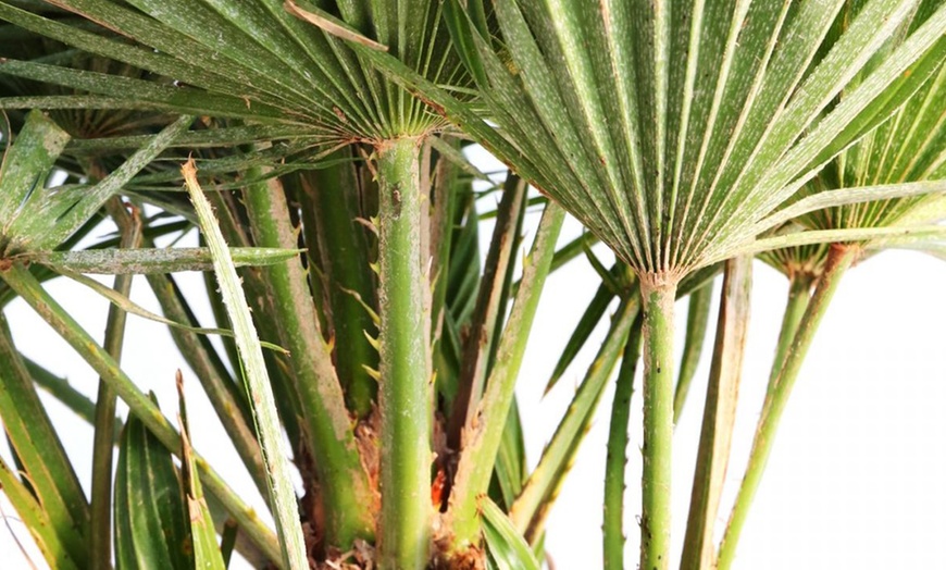 Image 5: 1 ou 2 plants de palmiers Chamaerops Humilis en pot