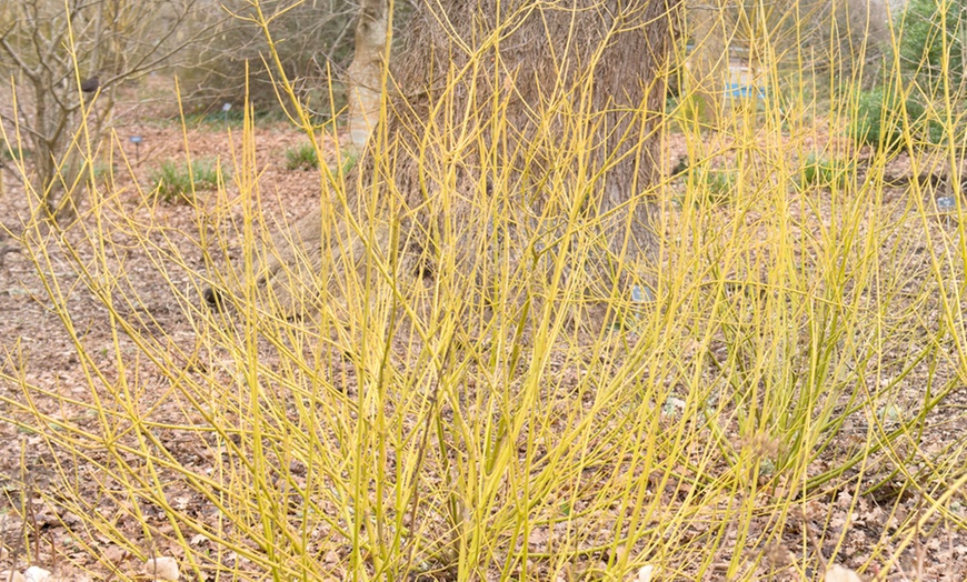 Image 2: Cornus Winter Stems Collection