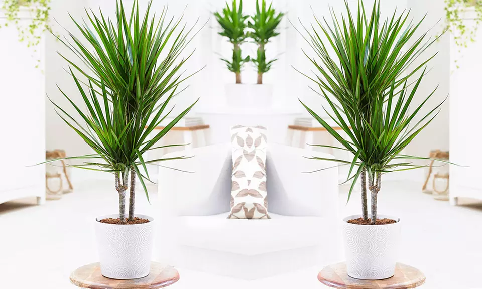 1x, 2x oder 4x Drachenbaum „Marginata” - Primary Image