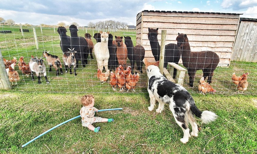 Image 3: Enjoy a Two-hour Alpaca Meet, Greet, and Walk for Two, Three, or Four