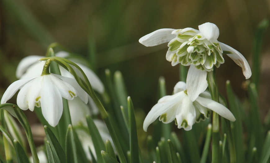 Image 5: Up to 50 Snowdrops and Bluebells