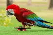 General admission to Dubai Exotic Bird-Show at Creek Park Bird Show in Dolphinarium - Image 7