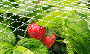 Fruit Tree Anti-Bird Netting