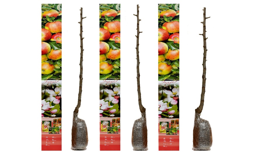 Image 9: Lot de 3 arbres fruitiers au choix