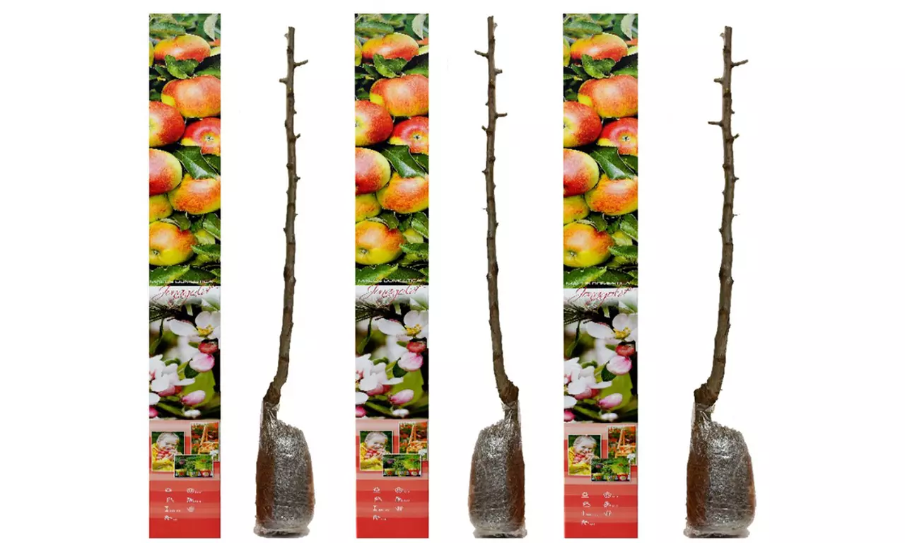 3, 5 o 10 alberi da frutto