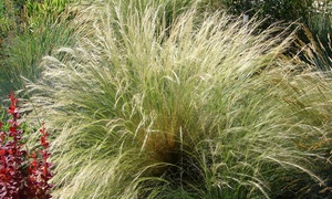 Stipa Ponytails Plants