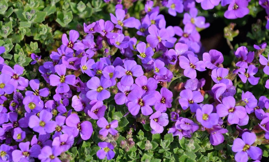 Image 3: Set van 3 of 6 'Hamburger Stadtpark' aubriètes