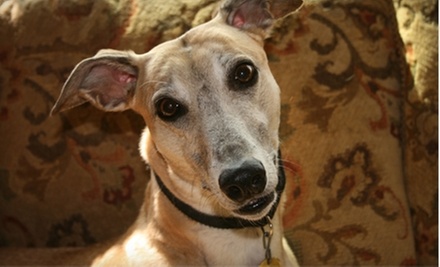 Donate $10 to Help Greyhound Pets of America in Minnesota Provide Care for Retired Race Dogs to Prepare Them for Adoption - Primary Image